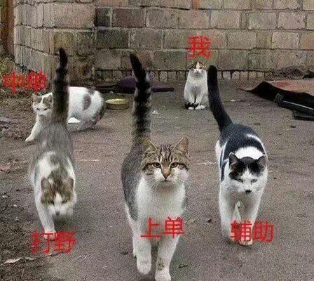 娱乐吃瓜酱牛奶猫,揭秘牛奶猫的神秘魅力 第2张 娱乐吃瓜酱牛奶猫,揭秘牛奶猫的神秘魅力 第2张